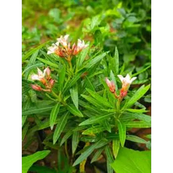 Natural Hybrid Plant